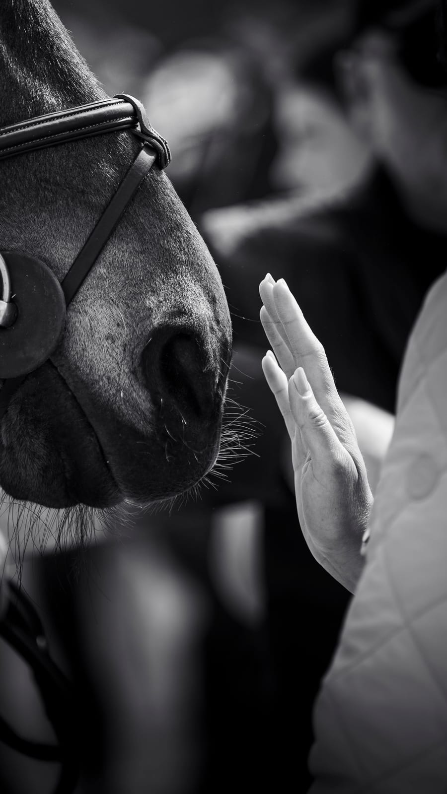 Detalle, fotografía de concurso hípico, por Clara T Media