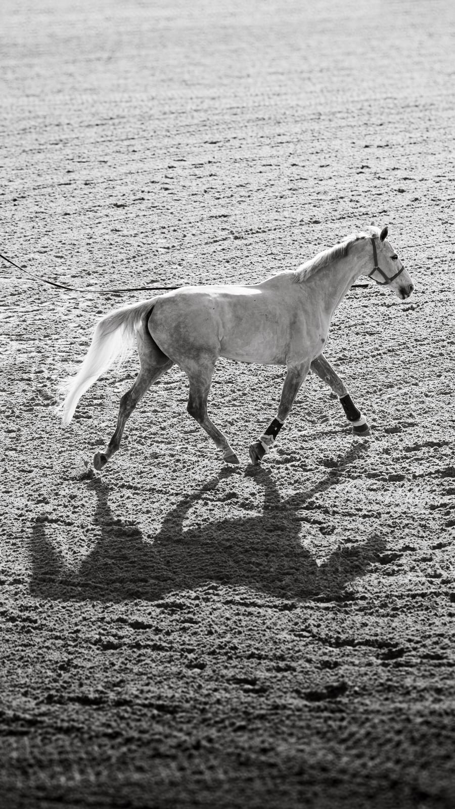 Doma, fotografía de concurso hípico, por Clara T Media
