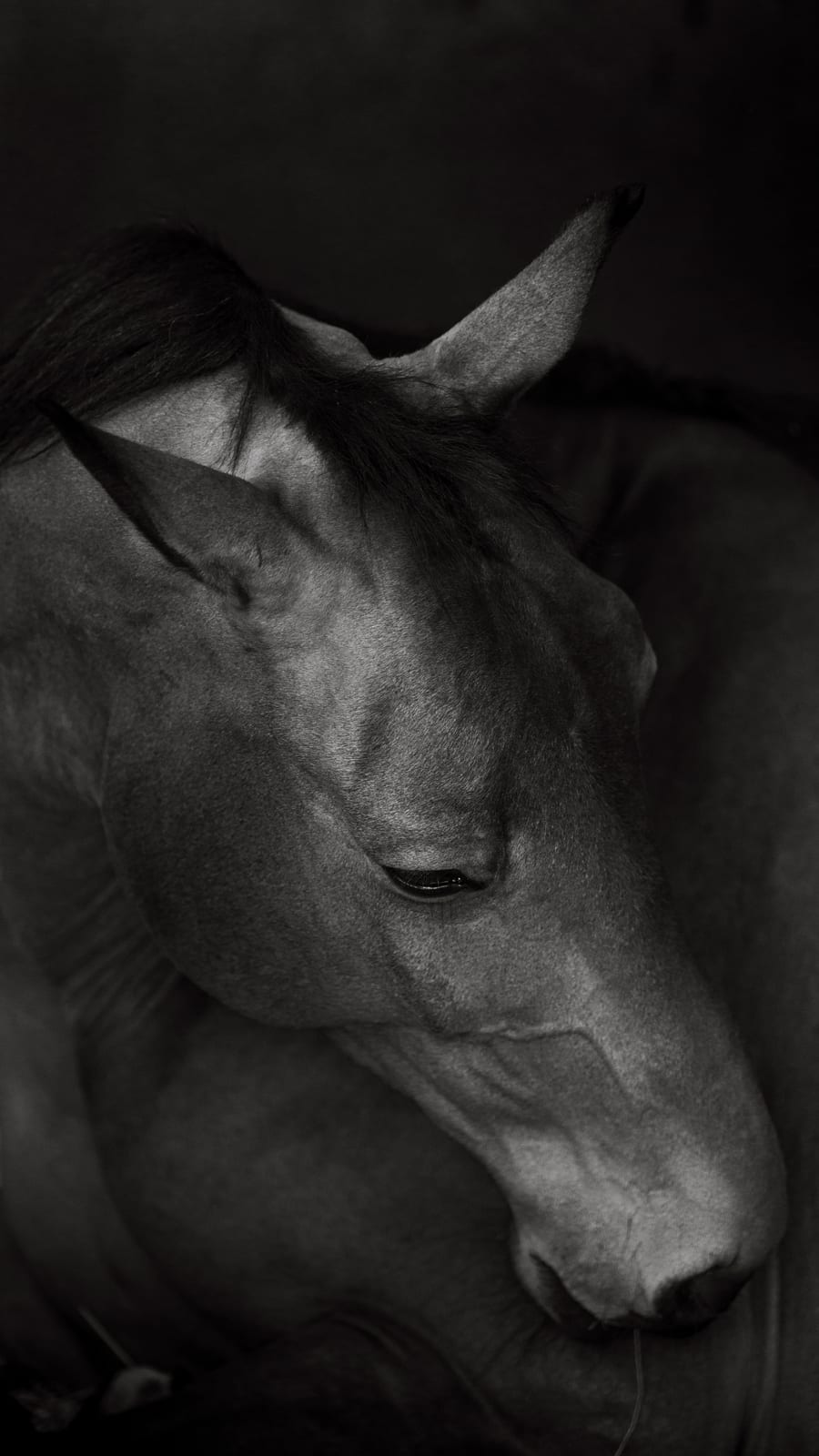 Retrato, fotografía de concurso hípico, por Clara T Media